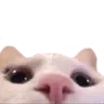 catPeek