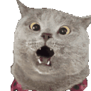 K9_Kitchen_Z40_Cat_Gasp Discord Emoji