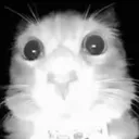 gatohelo