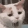 tiredCat tiredCat