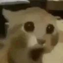 ucatpog