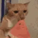 catEatinWatermelone