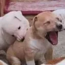 bite
