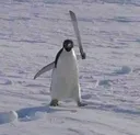pengu