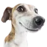 adobedog