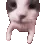 catkiss catkiss