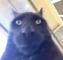 stare