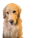 goldendoggo