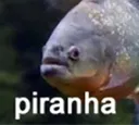 piranha
