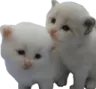 R_1kittensw