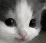 R_1kittenhappy