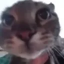 icyscatstare icyscatstare