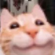 8LolCat