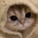 meow
