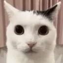 stare