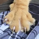 cat_angry_claw Discord Emoji