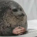 sealboss