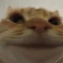 catstare Discord Emoji