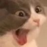 CatShock Discord emoji