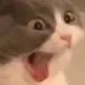 CatShock