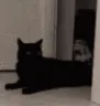 shadowrealm