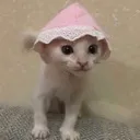 Baby Cat Discord Emoji