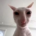 brittishcat Discord Emoji