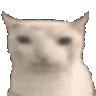 Discord Emote catEat: