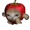 applecatrun