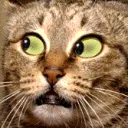 CatWut