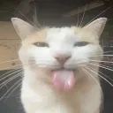SillyCat