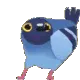 birbdance