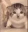 CatEmotes