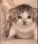 CatEmotes