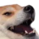 kekdog