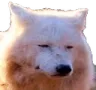 wolf_2 wolf_2