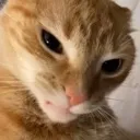 regurto