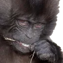 MonkHubbaHubba