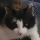 cocoa