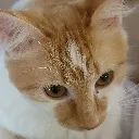 penelope