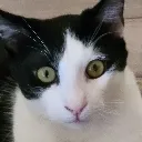 pepe_le_pew