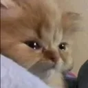 cat_cry