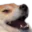 dogekek