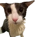 catsoggy