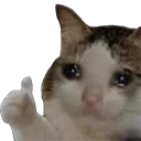 Sad_Cat_Thumbs_Up
