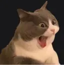 cat_scream