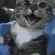 HappyCat HappyCat