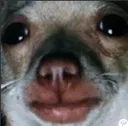ratdog