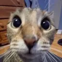 nerdcat