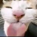 albinocatnomnomnomyumyummy